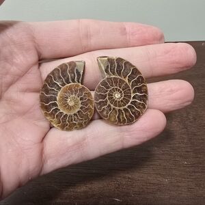 Ammonite Crystal Fossils #E
